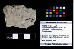 Foto (Objekt + Etikett) von Goniodromites complanatus (Reuss, 1858)  (NHMW-GEO-1990-0041-0430)